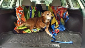 There is an amazing amount of room back here!  (Don't judge me on my dirty car, just look at his cute tractor bandage instead. :) )